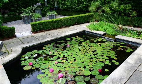 家裡可以種蓮花嗎|蓮花種植土壤及環境